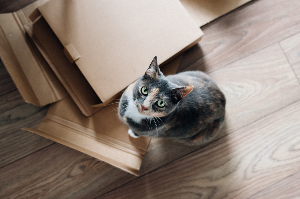 Chat s'adapte au déménagement, nouvelle maison